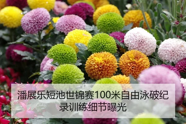 潘展乐短池世锦赛100米自由泳破纪录训练细节曝光